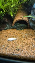 L128, Dieren en Toebehoren, Vissen | Aquariumvissen