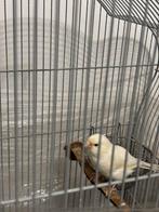 Witte Kanarie, Dieren en Toebehoren, Vogels | Kanaries