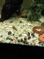 50 pour 2 euros : 0,04 euro pièce + gratuits
escargots plano