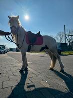 Leuke lieve tinker merrie 6 jaar oud, Dieren en Toebehoren, Merrie, Zadelmak, 3 tot 6 jaar