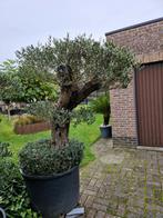 Dikke olijfboom., Tuin en Terras, Planten | Bomen, Ophalen of Verzenden, Olijfboom