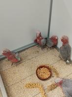 Tamme baby Rose Kakatoes 6-8 weken oud, Dieren en Toebehoren, Vogels | Parkieten en Papegaaien, Geringd