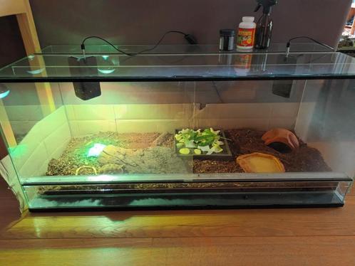 2 Russische vierteenschildpadden + terrarium + toebehoren, Dieren en Toebehoren, Reptielen en Amfibieën