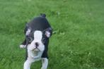 Boston Terrier pups 💖💖💖, Dieren en Toebehoren, Honden | Bulldogs, Pinschers en Molossers, 15 weken tot 1 jaar, Reu, Buitenland
