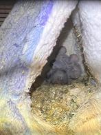 Jonge Agapornis, Sexe inconnu, Perroquet nain ou Inséparable, Domestique