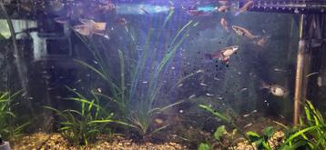 Guppen, Dieren en Toebehoren, Vissen | Aquariumvissen, Vis, Zoetwatervis