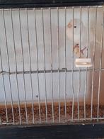 Witte Kanarieman van 2025, Dieren en Toebehoren, Mannelijk, Kleurkanarie