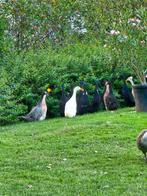 Indische loopeenden, Dieren en Toebehoren