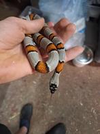 Grijsbandkoningsslangen vrouw, Dieren en Toebehoren