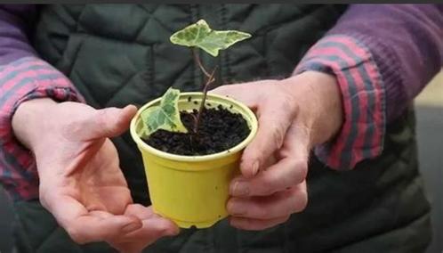 Boutures enracinées, Jardin & Terrasse, Plantes | Arbres, Enlèvement ou Envoi