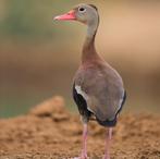 roodbekfluiteend @ paradijshof, Plusieurs animaux, Canard