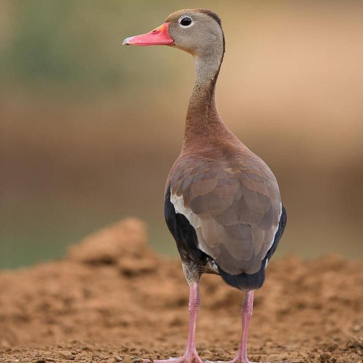 roodbekfluiteend @ paradijshof, Dieren en Toebehoren, Pluimvee, Eend, Meerdere dieren