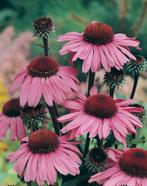 Echinacea Bravado, Tuin en Terras, Planten | Tuinplanten, Ophalen