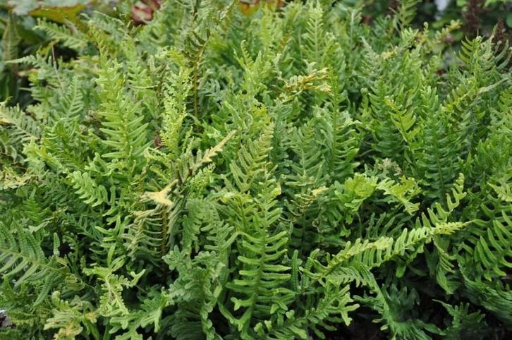 Polypodium vulgare, Tuin en Terras, Planten | Tuinplanten, Halfschaduw, Winter, Ophalen