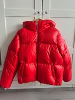 Tommy Hilfiger jas, Kleding | Dames, Tommy hilfiger, Maat 42/44 (L), Ophalen of Verzenden, Gedragen