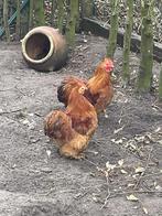 Gratis Cochin haantjes te geef Lochristi, Dieren en Toebehoren, Pluimvee, Mannelijk, Kip