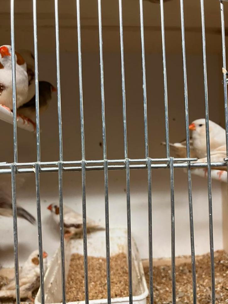 KWEEKKOPPELS ZEBRAVINKEN-DIAMANTDUIFJES-, Dieren en Toebehoren, Vogels | Overige Vogels, Tropenvogel, Meerdere dieren