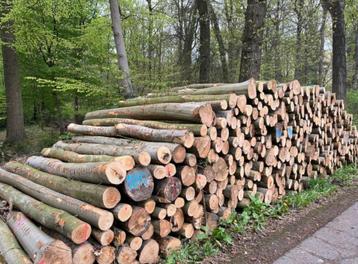 BEUKENSTAMMEN | MACHINEHOUT | 50 STÈRE STAMHOUT beschikbaar voor biedingen
