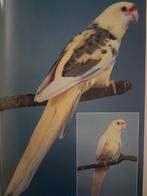 GEVRAAGD: Bonte strogele rosella man voorkeur split lutino, Dieren en Toebehoren, Mannelijk, Parkiet