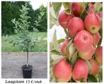 POMMIERS plus.types BASSE TIGE 15€, DEMI TIGE 20€, HAUTE 30€, Jardin & Terrasse, Plantes | Arbres fruitiers, Pommier, Printemps