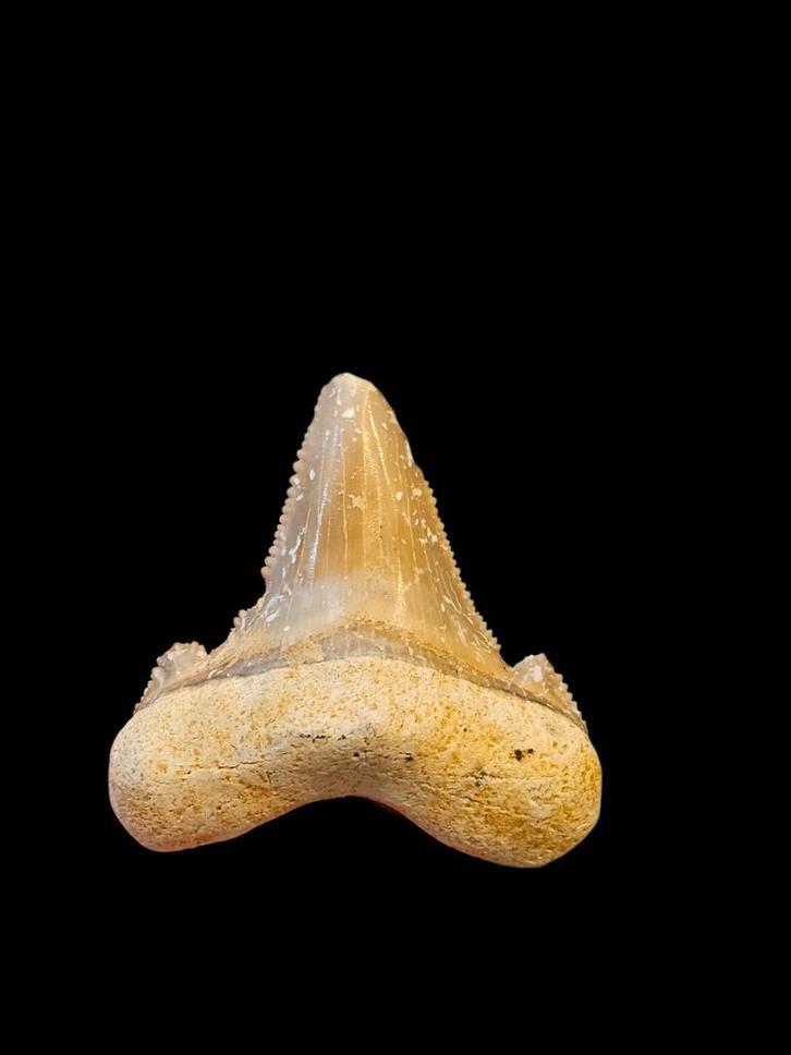 Fossiles de dents de requin Otodus sokolovi 4,2 cm., Collections, Minéraux & Fossiles, Fossile, Enlèvement ou Envoi