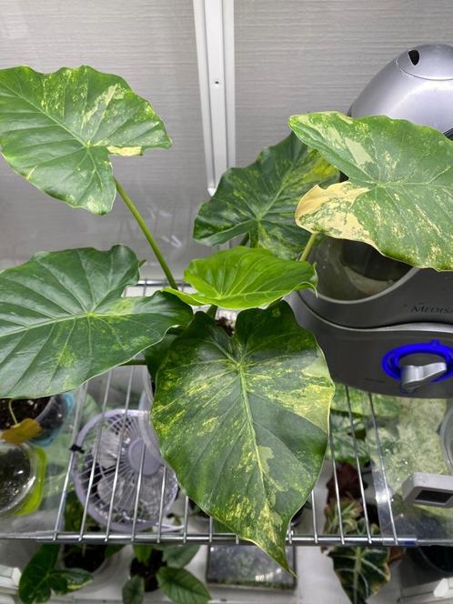 Babyplantjes alocasia gageana aurea variegata, Huis en Inrichting, Kamerplanten, Overige soorten, Minder dan 100 cm, Groene kamerplant