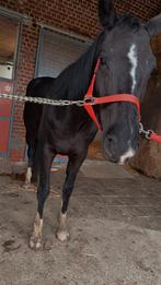 Fokmerrie, Dieren en Toebehoren, Merrie, Met stamboom, Minder dan 160 cm, Dressuurpaard