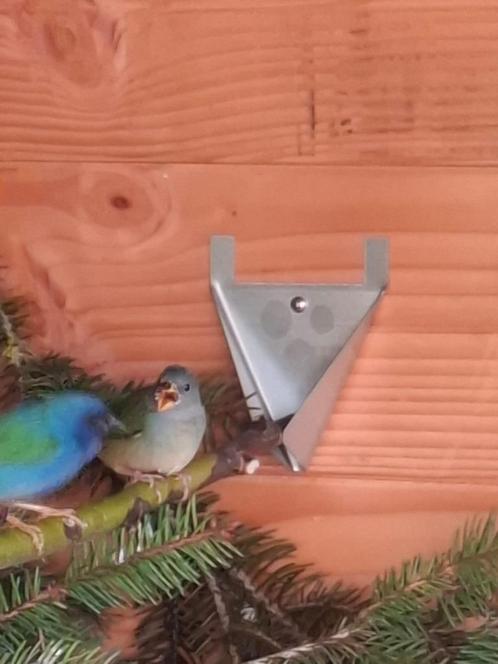 Forbes papegaaiamadines, Dieren en Toebehoren, Vogels | Overige Vogels, Tropenvogel, Meerdere dieren, Geringd