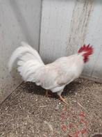 Hanen te koop, Dieren en Toebehoren, Vogels | Overige Vogels, Mannelijk, Tam