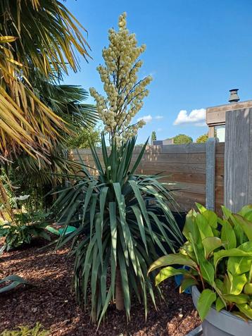 yucca gloriosa beschikbaar voor biedingen