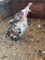 2 kalkoen hanen, Dieren en Toebehoren, Kalkoen