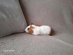 Jonge cavia's, Dieren en Toebehoren, Knaagdieren, Cavia