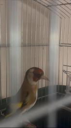 Chardonneret parva Marocain Mâle, Dieren en Toebehoren, Vogels | Kanaries, Mannelijk