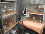 kweekkooien, Dieren en Toebehoren, Ophalen, Gebruikt, Kunststof, Broedkooi of Kweekkooi