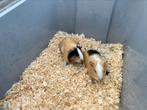 Cavia’s, Dieren en Toebehoren, Knaagdieren, Cavia