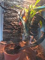 Caméléon Piebald, Enlèvement