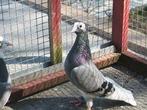 Duiven English tipplers hoogvliegers, Dieren en Toebehoren, Vogels | Duiven, Overige soorten