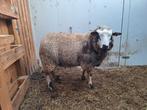 Bélier baggerbonte février 2025., Animaux & Accessoires, Moutons, Chèvres & Cochons
