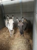 Ezel merrie en ruin, Dieren en Toebehoren, Mei, Meerdere dieren