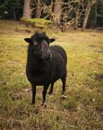 Ouessant moeder, Dieren en Toebehoren, Vrouwelijk, Schaap, 3 tot 5 jaar