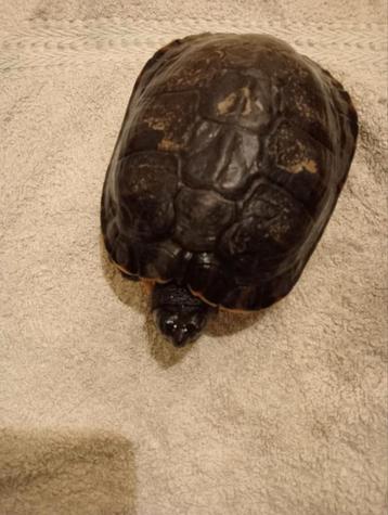Waterschildpad schildpadden +- 15 jaar oud aquarium  beschikbaar voor biedingen