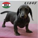 Teckel Blue Tan (teefjes) te koop, Dieren en Toebehoren, Honden | Teckels en Dashonden, 15 weken tot 1 jaar, Handelaar, Dwerg