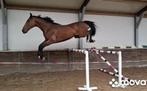 Wereld vermogen 6 jarige groene Kannan ruin *oefen parcours*, Dieren en Toebehoren, Paarden, Springpaard, Ruin, Zadelmak, 170 tot 175 cm