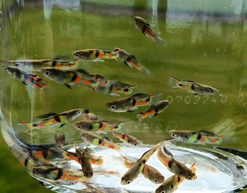 Guppy endler campoma el tigre, Dieren en Toebehoren, Vissen | Aquariumvissen