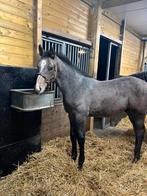 Hengste veulen van Colorit z, Dieren en Toebehoren, Paarden, Niet van toepassing, Springpaard, Ontwormd, 0 tot 2 jaar