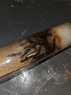 Colonie de fourmis venator Harpegnathos, Animaux & Accessoires, Insectes & Araignées