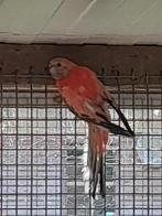 Bourks parkieten roze  20euro wildkleur 15euro, Dieren en Toebehoren