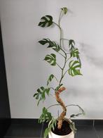 Prachtige monstera, Ophalen