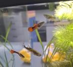12 tal guppys guppies  (verschillende grote)
