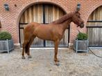 Beloftevol jong springpaard, Dieren en Toebehoren, Paarden, Springpaard, B, Ruin, 3 tot 6 jaar